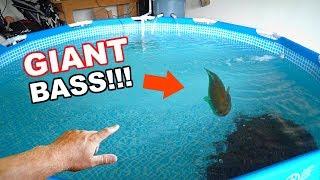 Catching the BIGGEST BASS EVER in a Pool Pond?!?! (EPIC CATCH)