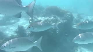 Snorkeling at Maldives #maldives #snorkeling #riuhotels #riuhotelmaldives