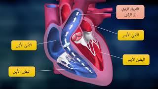 2- القلب و الدورة الدموية