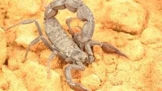 Androctonus crassicauda - Arabian fat-tailed scorpion