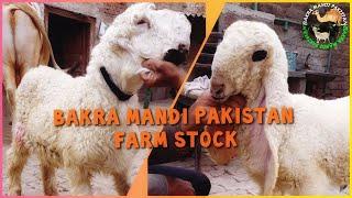 Aap Sub Ki Request per Kajla Chatra or Mundra Bakra Eid 2021 K Liye