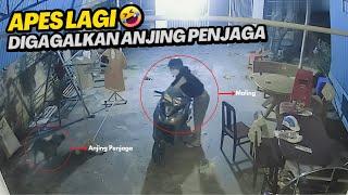 MALING APES !! Detik-Detik Maling Motor Digagalkan Anjing Penjaga Auto Lari | Maling Terekam CCTV