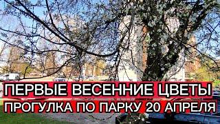 В ЕЛГАВЕ ЗАЦВЕЛИ ПЕРВЫЕ ВЕСЕННИЕ РАСТЕНИЯ . ЗАБРАЛ ЖЕНУ С РАБОТЫ И ПРОГУЛЯЛИСЬ ПО ПАРКУ 20 АПРЕЛЯ