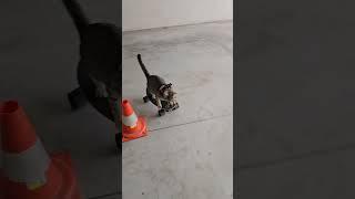 Watch This Talented Cat Shred on a Skateboard Like a Pro  #SkateboardingCat