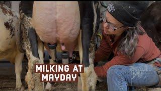 Milking Cows in a Tie-Stall Barn