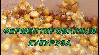 Секретный рецепт для рыбаков. Ферментированная кукуруза для карпа