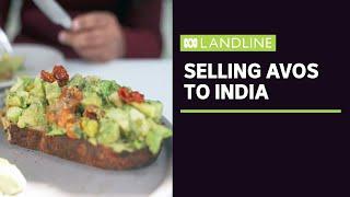 Local avocado industry starts marketing to India | Landline | ABC News