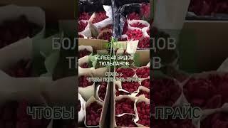 Тюльпаны оптом  +7 (928) 011-27-97