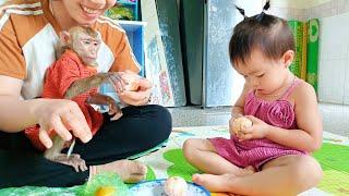 baby Bear and monkey Titi obediently asked their mother's permission before eating the orange #video