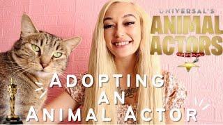 How I Adopted an Animal Actor | What Movie & Shows My Cat Has Been In | The Daphne Show