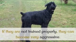 10 Facts You Should Know About Black Russian Terrier