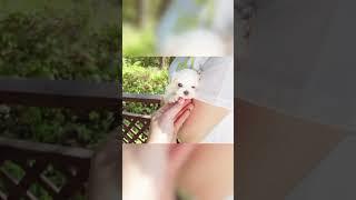 cute teacup puppy #shorts #short #video #viral #viralvideo #cute #fun #dogs