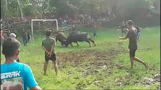 Aduan Sapi Bawean 2025. 3 Jan.|| SINGA JINGGA VS PANJI.|| Lapangan Somber.