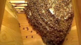 High speed summary of Life inside the Beehive / Snabbspolning genom livet i bisamhället