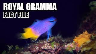 Royal Gramma Facts: the FAIRY Basslet  Animal Fact Files