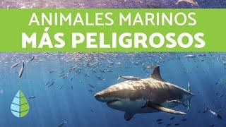 ANIMALES MARINOS PELIGROSOS - 5 Animales MÁS PELIGROSOS del mar