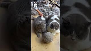 Mèo và cừu giống nhau ở điểm nào  #shorts #pets