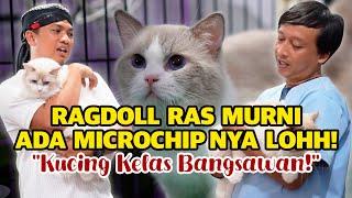 Chip kucing sebagai pembeda ras asli dan mixbread. Tau perbedaan ragdoll dan himalaya?