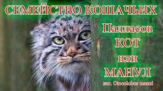 Палласов кот, или Манул - млекопитающее семейства кошачьих (лат. Otocolobus manul)