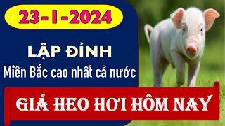 Giá heo hơi hôm nay 23/1/2024 – Miền Bắc giá cao nhất cả nước