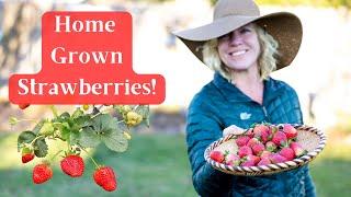 How to Grow Great Home Grown Strawberries For The Best Production