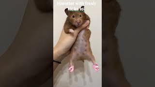 Hamster with Fresh Kicks lol #lol #hamster #viral #trending #animals