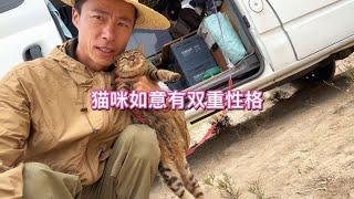 猫咪有双重性格Cats have dual personalities