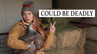 BIGGEST MISTAKE Chicken Keepers Make & How to Prevent Tragedy