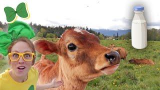 Milking Cows At The Local Dairy Farm & Meeting The Spring Baby Calves