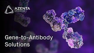 Recombinant Antibody Production for Enhanced Downstream Research