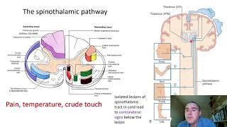 The somatosensory system slide presentation