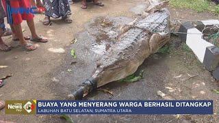 Buaya yang Serang Warga di Labuhanbatu Utara, Berhasil Ditangkap