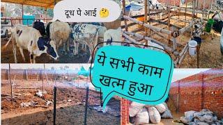 पशुओं को रखने के लिए और जगह बढ़ाया। देखें कितना बड़ा कर दिया।#dairyfarmbihar #loose #farming