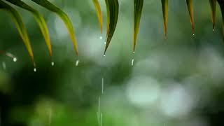 24 Hours Relaxing Sleep Music with Rain Sounds / Meditation Music, Stress Relief, Relaxing Music