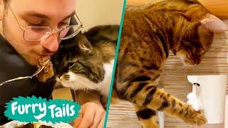  Best Viral Cat Videos  | Furry Tails