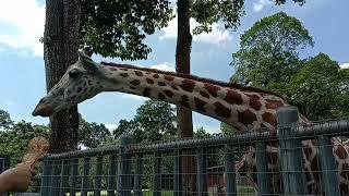 Zirafah Di Zoo Taiping / Boleh Bagi Makan