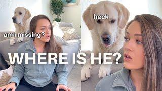 Calling My Dog's Name Challenge | English Cream Golden Retriever Has Funny Reaction