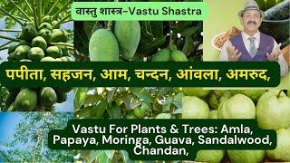 Vastu For Papaya, पपीता, सहजन, आम, चन्दन, आंवला, अमरुद, Plants & Trees As Per Vastu वास्तु शास्त्र