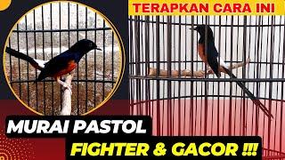 AGAR MURAI PASTOL CEPAT GACOR DAN BERMENTAL FIGHTER