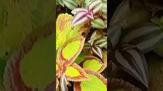 the best flower decoration #beatifulflowers #viralvideo