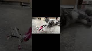 funny Cat,  Wait for the end #shorts  #viral #cat