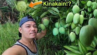 Di daw Nakakalason?! | Mango Picking in Cemetery | Master Gala