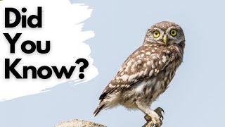 Things you need know about LITTLE OWLS!