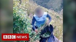 How TikTok is changing Colombia’s view of cocaine production - BBC News