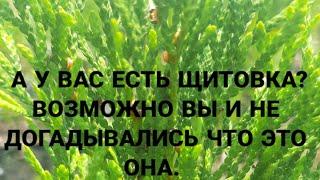 КАК ВЫЧИСЛИТЬ ЩИТОВКУ НА ХВОЙНЫХ ДЕКОРАТИВНЫХ РАСТЕНИЯХ. МЕТОД БОРЬБЫ С ЩИТОВКОЙ.