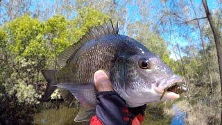 SMOKED AGAIN?! Big Bream! - Georges River Fishing