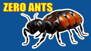 Eliminate Ants Safely.  Easiest and safest way to do it.