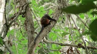 MOTHER EARTH - Music by Cindy Blackman Santana