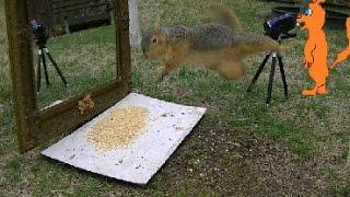 How Far Can A Squirrel Fly "Mirror Scares Squirrel, Jumps Like Mad"