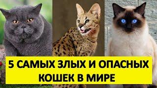 5 Самых Злых и Опасных Пород Кошек  С ними лучше не шутить!